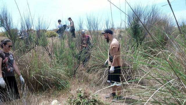 Imatge de la segona jornada de restauraci de les dunes de Central Mar (Gav Mar) organitzada pel grup ecologista 'Les Agulles' (9 Juny 2012)